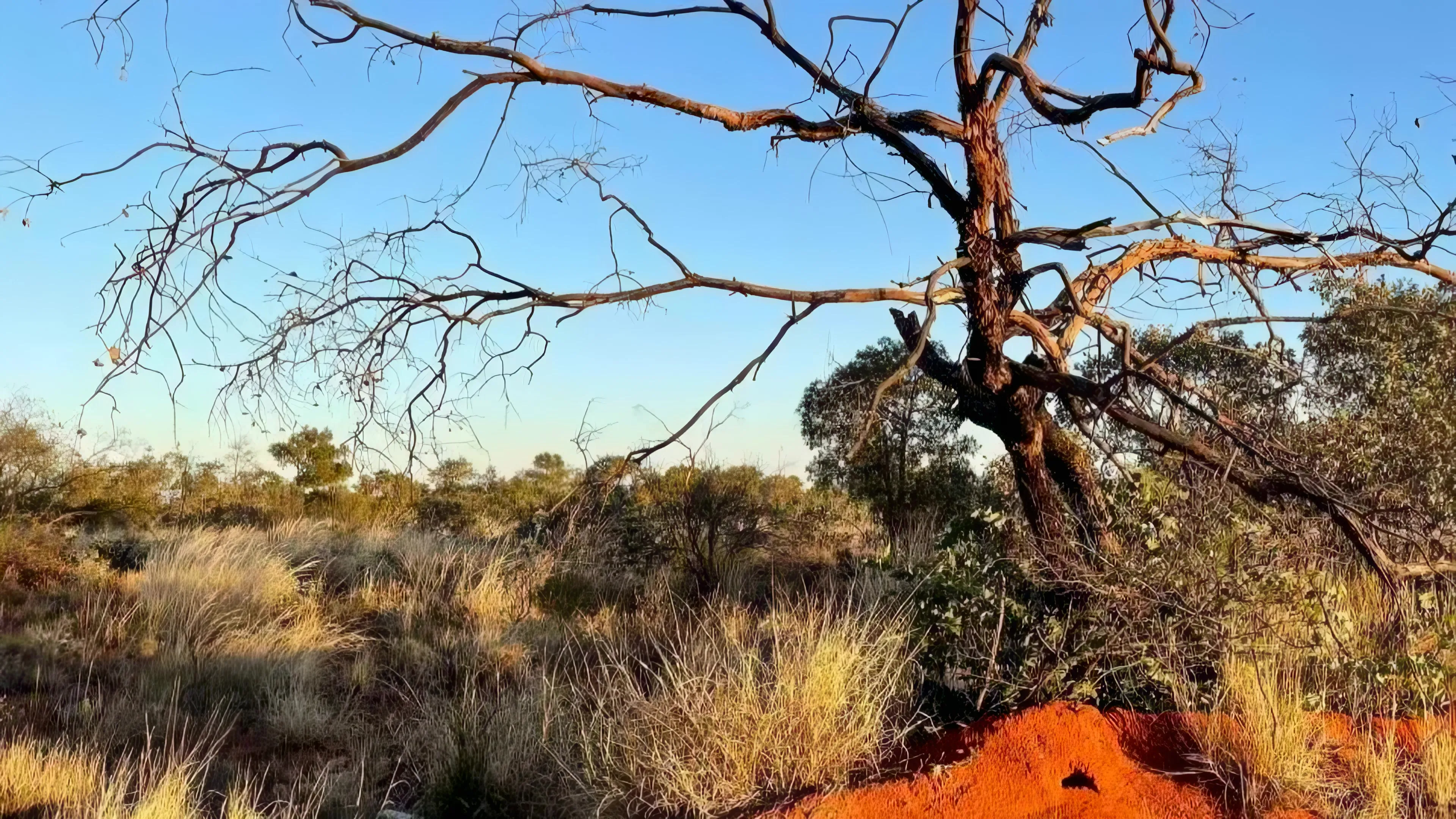 Golden light over the Utopia homelands: a gum tree, spinifex and red earth under a wide blue sky
